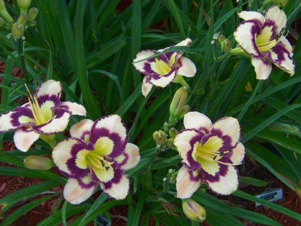 Hemerocallis 'Spacecoast Sea Shells' blooms of large cream-white flowers with distinctive purple eyes leading to a contrasting yellow throat. Photo courtesy of Garden.org.