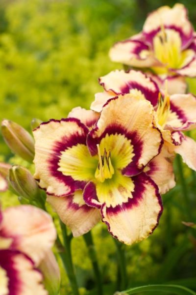 Hemerocallis 'Spacecoast Sea Shells' close-up of a cream-white flower with prominent purple halos near the center and at the ruffled edge. Photo courtesy of Growing Colors(™).