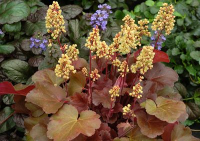 Heuchera Little Cuties(™) 'Blondie' prolific flowering of small cream-coloured bellflowers carried on short wands protruding from a caramel foliage.Photo courtesy of TERRA NOVA® Nurseries, Inc.