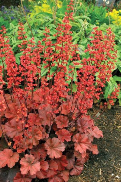 Heuchera 'Cherry Cola' bloom of cherry-red bellflowers on long dark red spikes that accentuate the brass red foliage. Photo courtesy of Growing Colors(™).