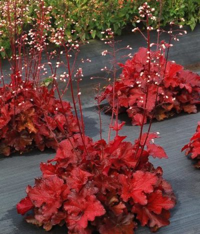 Heuchera 'Forever® Red' showing compact yet bold mounding habit with tall flower spikes. The foliage is a deep red and contrasts the prolific white to pinkish bellflowers above. Photo courtesy of Growing Colors(™).