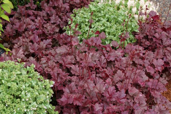 Heuchera 'Midnight Rose' border row of black foliage with pinkish-white spots. Although the flowers are insignificant, there is still a bloom occurring with dark spikes protruding from the foliage. Photo courtesy of TERRA NOVA® Nurseries, Inc