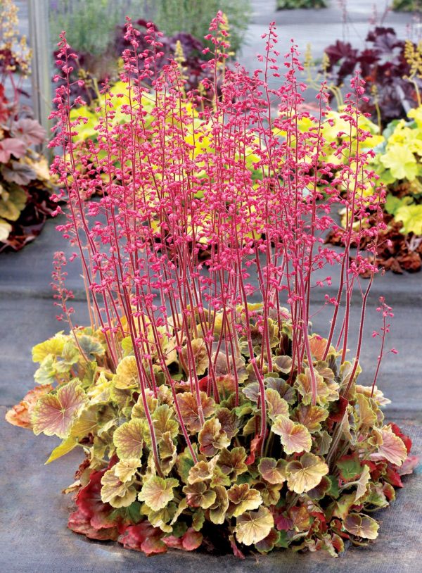 Heuchera 'Northern Exposure(™) Sienna' showing mature habit with dynamic multicolour foliage that begins green and gradually becomes pink. This plant is in full bloom with hot pink flowers and stems. Photo courtesy of TERRA NOVA® Nurseries, Inc.