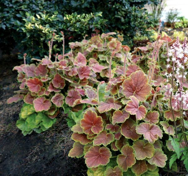 Heuchera 'Northern Exposure(™) Sienna' lush pink leaves with only a lime green band left at the margins. Mounded foliage is used as border. Photo courtesy of TERRA NOVA® Nurseries, Inc.