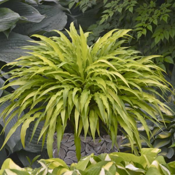 Hosta ‘Curly Fries’ long narrow leaves with ruffled margins have a deeply chartreuse foliage standing out in a partial shade garden.  Photo courtesy of Walters Gardens Inc.