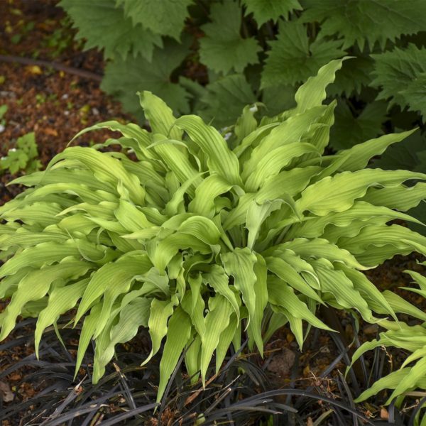 Hosta ‘Curly Fries’ compact, chartreuse foliage with upright leaves that appear ruffled, in garden. Photo courtesy of Walters Gardens Inc.