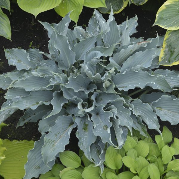 Hosta 'Waterslide' mature plant with a bluish green foliage consisting of lanceolate leaves with highly ruffled margins. Photo courtesty of Proven Winners®