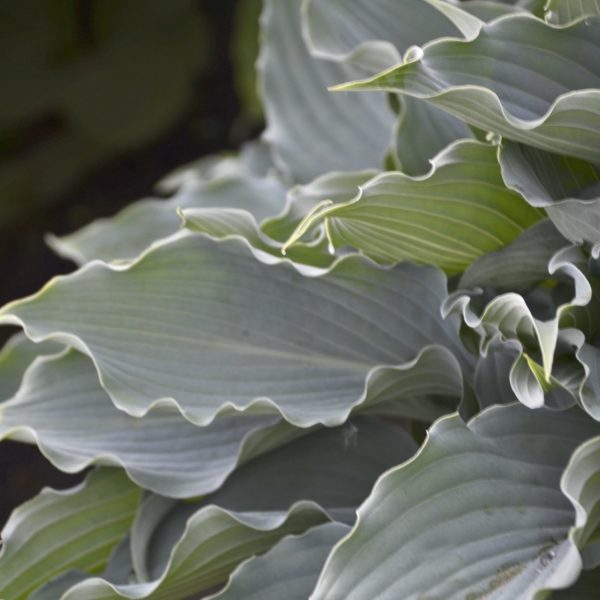 Hosta 'Waterslide' close-up of highly ruffled leaves and almost look like riffles of water flowing. Photo courtesy of Proven Winners®