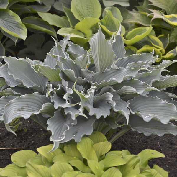 Hosta 'Waterslide' mature plant with bluish foliage standing out among other planted green hostas. Photo courtesy of Proven Winners®