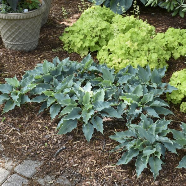 Hosta 'Waterslide' small, rounded plants clustered in garden. Photo courtesy of Proven Winners®