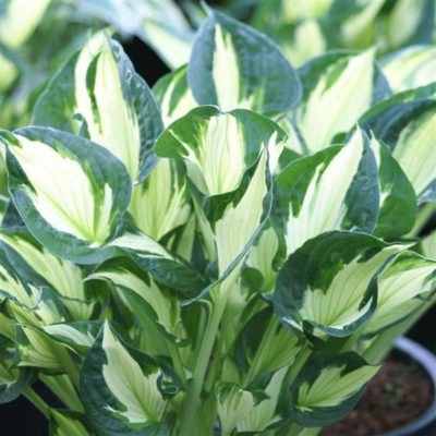 Hosta ‘Whirlwind’ showing upright, slightly cupped leaves with creamy white centers and deep green margins.