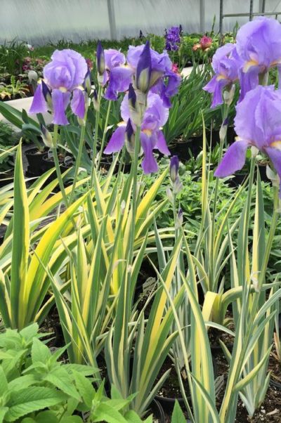 Iris pallida 'Aurea Variegata' in bloom with highly fragrant pale-lavender flowers atop the dramatic green and creamy-yellow striped foliage. Photo courtesy of Growing Colors(™).
