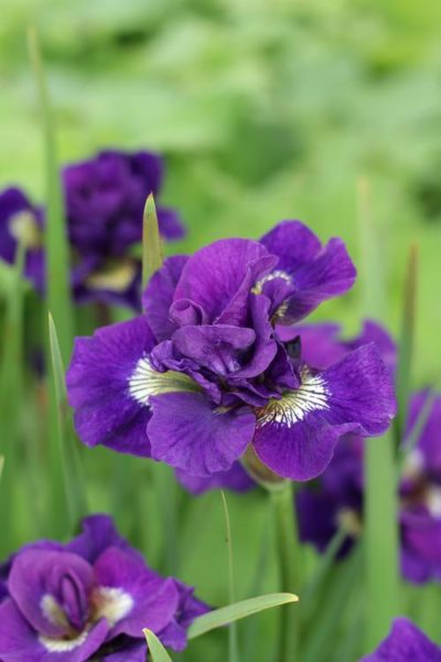 Iris sibirica 'Kaboom' explodes with colour when blooms of violet-blue, double flowers with white sunbursts. Photo courtesy of Growing Colors(™).