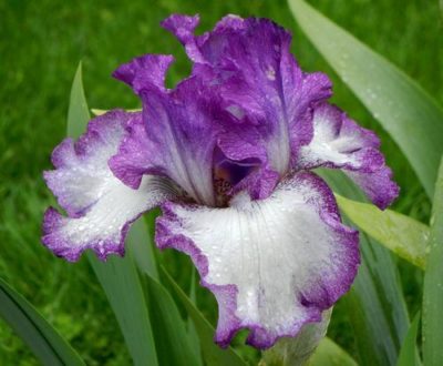 Iris germanica 'Mariposa Autumn' close-up of the predominantly white flower with beautifully lush, violet ruffled edges. Photo courtesy of Growing Colors(™).