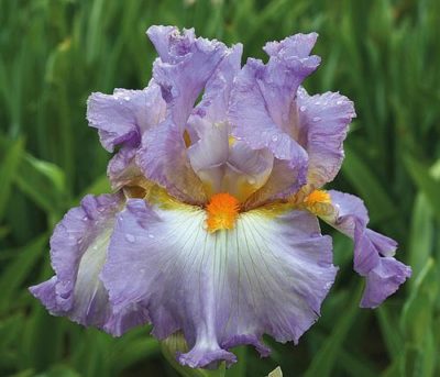 Iris germanica 'Oui Madame' Bright and cherry lavender-purple flowers with white centers are strongly accentuated by a bright orange beard. Photo courtesy of Growing Colors(™).