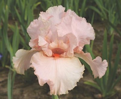 Iris germanica 'Peggy Sue' has a decadently two-tone pink flower, giving a fading appearance from the standard to the falls. Photo courtesy of Growing Colors(™).