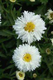 Leucanthemum 'Ooh La(™) LaSpider' showing pure white, fringe petals that surround a golden button center, making them strongly resemble large daisies. Photo courtesy of Growing Colors(™).