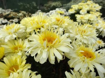 Leucanthemum superbum 'Realflor® Real Charmer' bloom of fringed double flowers that have golden centers and varying tones of cream-yellow from upper to lower petals. Photo courtesy of Growing Colors(™).