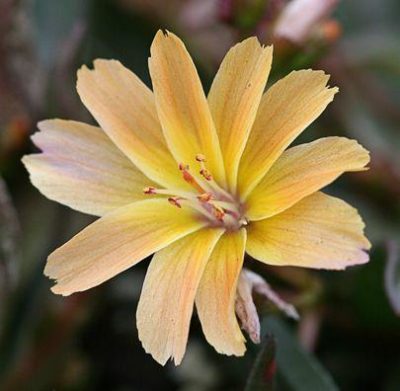 Lewisia longipetala ‘Little Peach’ beautiful star-shaped, peach flowers with soft kisses of yellow in the centre.