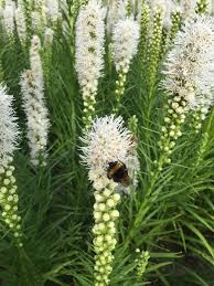 Liatris spicata 'Floristan White' close-up of the fuzzy white flower spike with a bee attracted to it. Photo courtesy of Growing Colors(™).