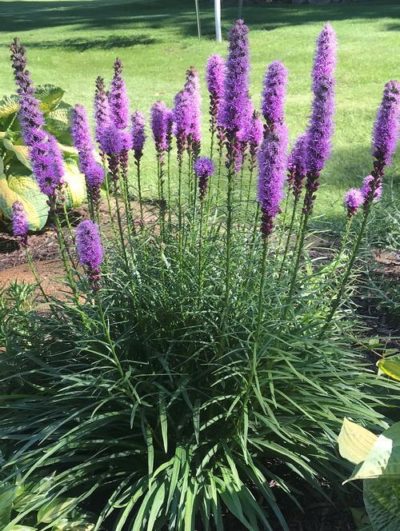 Liatris spicata tall spikes of mauve-purple flowers atop oblong foliage. Photo courtesy of Growing Colors(™).