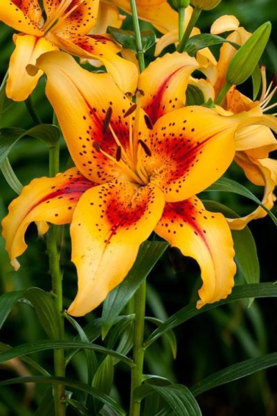 Lilium AOA Hybrid 'Hotel California' close-up of the orange-yellow flower with red splashes and brown flecks. Photo courtesy of Growing Colors(™).