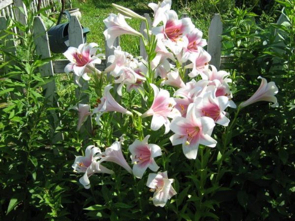 Lilium OT Hybrid 'Triumphator' prolific bloom of dazzling white and maroon flowers. Photo courtesy of Garden.org