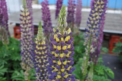 Lupinus 'Staircase® Dark Blue & Yellow' blooming plants with a close-up view of the tall spires of dark blue & bright yellow pea-shaped flowers. Photo courtesy of Growing Colors(™).