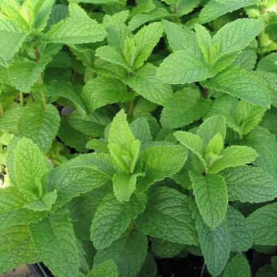 Mentha spicata ‘Kentucky Colonel’ mint is a robust, large-leaf plant that is perfect for juleps and other refreshing drinks.