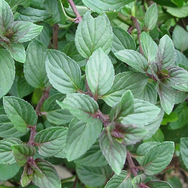 Mentha peperita ‘Chocolate Mint’ has square, robust, purplish stems and rounded, dark green leaves with great aroma.