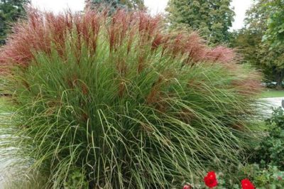 Miscanthus sinensis 'Gracillimus' in full summer bloom. Tall coppery-red plumes of flowers extend beyond the narrow green foliage. Photo courtesy of Growing Colors(™).