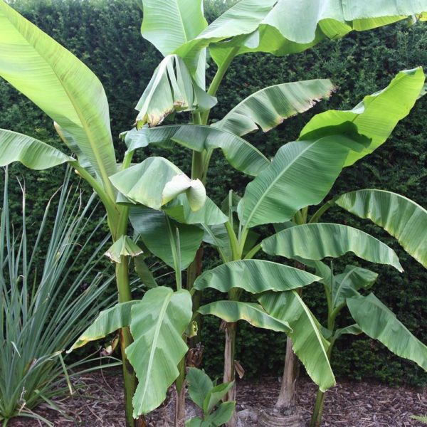 Musa basjoo (Hardy, decorative Banana) showing full habit with large broad leaves.