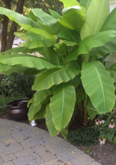 Musa basjoo (Hardy, decorative Banana) beautiful green, broadleaf foliage.