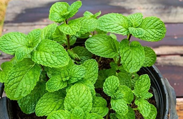 Mentha piperita ‘After Eight’ beautiful, fragrant leaves on dark chocolate stems, a vigorous grower!