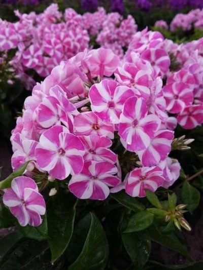 Phlox paniculata Bambini® 'Candy Crush' clusters of large pink and white flower heads that resemble pinwheels. Highly fragrant.Photo courtesy of Growing Colors(™).