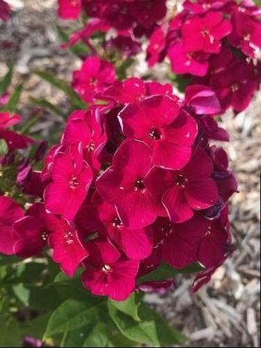 Phlox paniculata Bambini® 'Cherry Crush' close-up of the large, wine-red blossoms. Photo courtesy of Growing Colors(™).