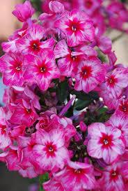 Phlox paniculata 'Fireworks' bloom of beautiful cherry red and white flowers with fiery red centers. Photo courtesy of Growing Colors(™).