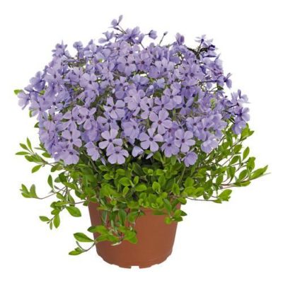 Phlox Woodland stolonifera 'Sweet Seduction Blue' studio shot of a potted plant during full bloom of sweetly fragrant, lavender-blue flowers. Photo courtesy of Growing Colors(™).