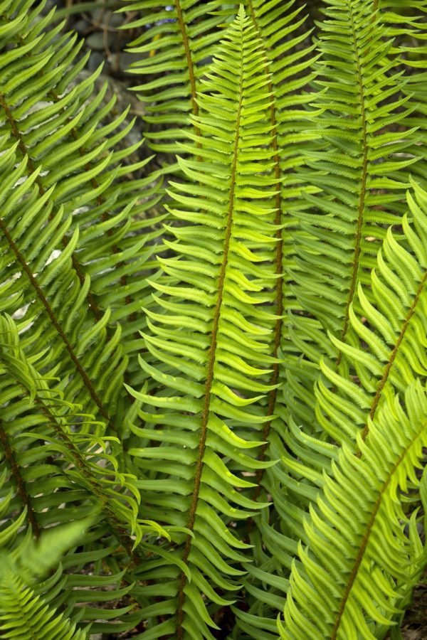 Polystichum munitum ‘Western Sword Fern’ close-up of the large, green fronds.