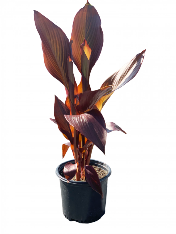 Canna 'Wyoming' studio photo of a large potted plant that has burnt orange flowers nestled within the flashy, large leaves.