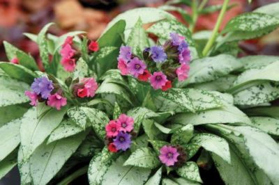 Pulmonaria 'Silver Bouquet' delightful combination of blue and pink flowers overlap the needle-like silver foliage. Photo courtesy of Growing Colors(™).