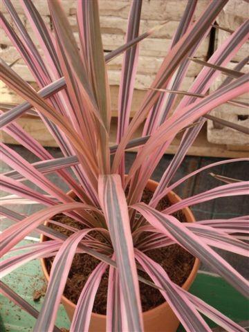 Cordyline 'Southern Splendor' potted plant showing silvery foliage with lush pink margins.