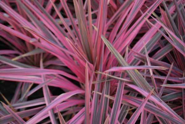 Cordyline 'Southern Splendor' close-up of plant with an emphasis on the hot pink margins of the leaves.