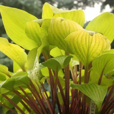 Hosta ‘Designer Genes’ large, yellow leaves held up by bright red petioles. Photo courtesy of Walters Gardens, Inc.