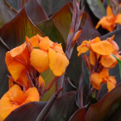 Canna 'Wyoming' close-up of the floppy, burnt orange flowers that perfectly contrast the purple-bronze foliage.