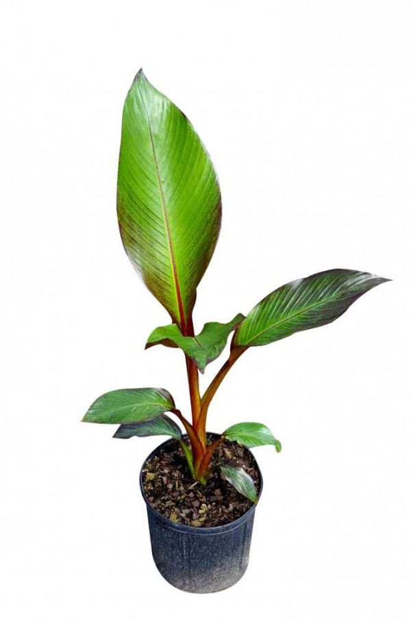 Ensete ventricosum ‘Maurelli’ (Decorative Banana) potted plant.