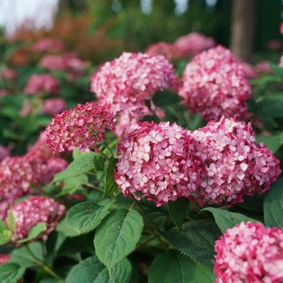 Hydrangea arborescens ‘Invincibelle Ruby’ bloom of beautiful and large two-toned flowers.