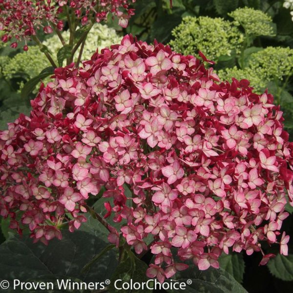 Hydrangea arborescens ‘Invincibelle Ruby’ close-up of Ruby to pink flowers streaked with white.