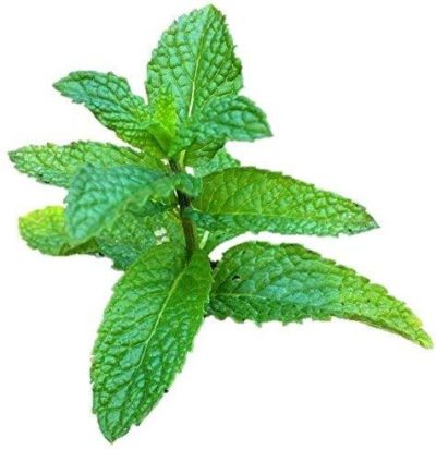 Mentha x villosa ‘Mojito’ mint has the perfect aromatic flavour, not overly sweet nor pungent. Resembles spearmint varieties but it’s contribution to a dish or cocktail can’t be replicated by any other mint.