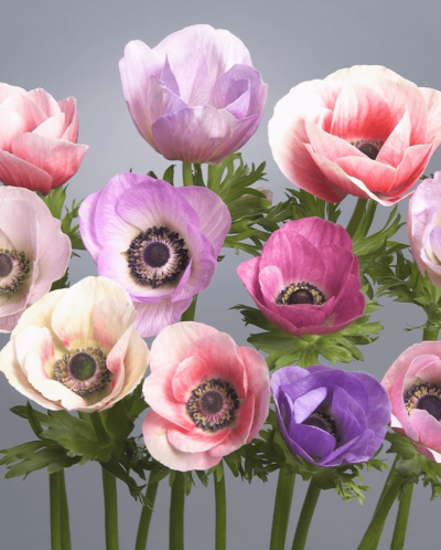 Anemone- Spring Flowering Bulbs